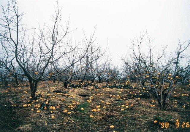 写真2 カキ‘刀根早生’の強風による落葉・落果状況(奈良県、1998年9月)