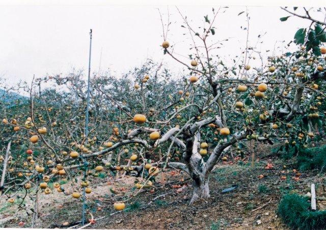 写真3 カキ‘富有’の強風による落葉状況(和歌山県、1998年9月)