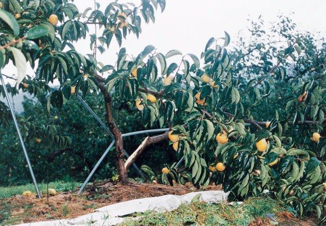 写真4 カキ‘刀根早生’主幹の強風による裂開(和歌山県、1998年9月)