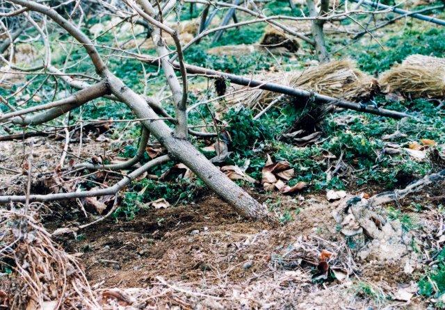 写真6 強風による倒伏 西から風を受け、東側に倒伏(和歌山県、1998年9月)