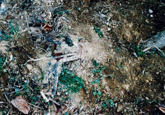写真7 倒伏により露出した西側の根(和歌山県、1998年9月)