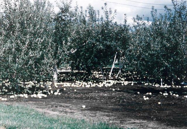 写真9 リンゴ‘ふじ’の強風による落果状況 (長野県、1998年9月)