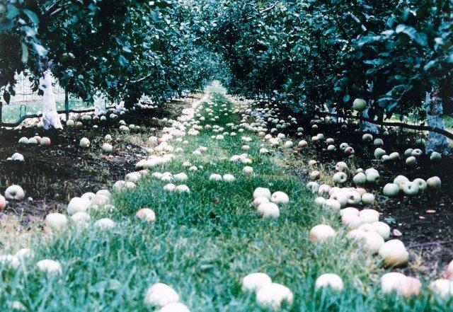 写真10 わい性台木利用‘ふじ’ リンゴ園における未熟果の落下状況 (長野県、1998年9月)