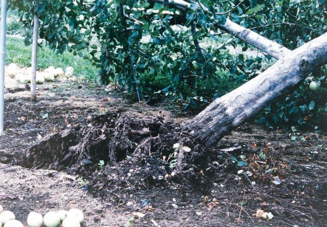 写真11 リンゴ樹の倒伏 (長野県、1998年9月)