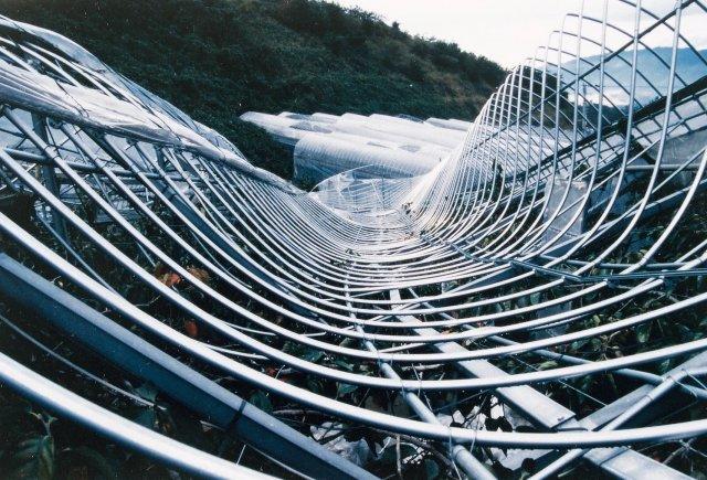 写真12 カキAPハウスアーチ部の変形 (奈良県、1998年10月)