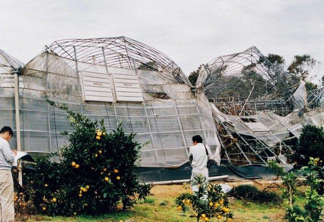 写真13 カキAPハウスの妻面のみ被覆施設の損壊 (和歌山県、1998年10月)