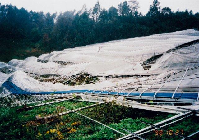 写真14 強風による果樹ハウス施設の被害 (農工研、1998年10月)