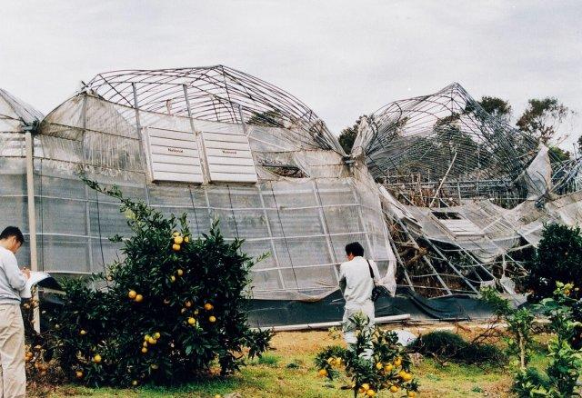 写真13 カキAPハウスの妻面のみ被覆施設の損壊(和歌山県、1998年10月)