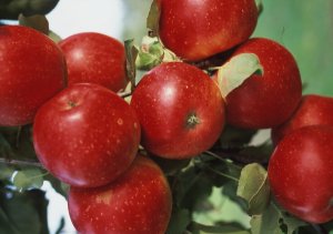 「あかね」の結実状況