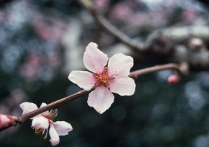 モモ品種「あかつき」の花