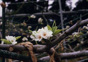 「筑水」の花(小)