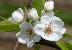 「筑水」の花(大)