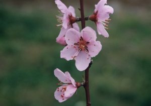 モモ品種「ちよひめ」の花
