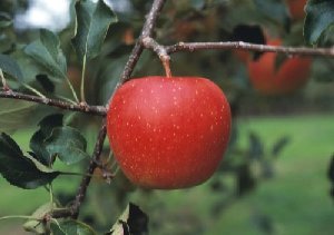 リンゴ品種「はつあき」の結実状況