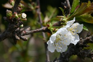 「早玉」の花