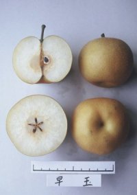 「早玉」の果実