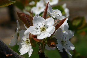 「豊水」の花