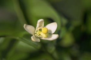 「清見」の花