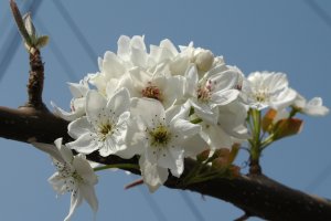 「幸水」の花