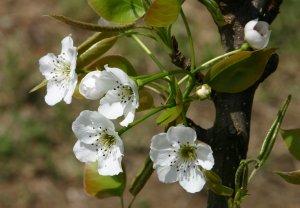 「雲井」の花