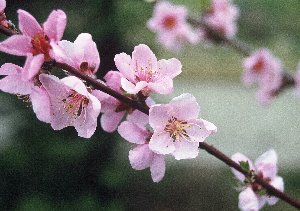 モモ品種「錦」の花