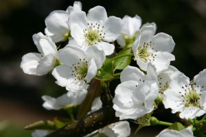 ナシ品種「新星」の花