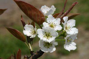 「新水」の花