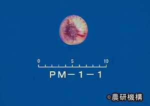 「すももうめ中間母本農1号」の果実