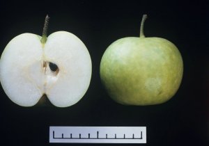 「秀玉」の果実