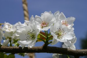 「秀玉」の花