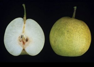 「八里」の果実