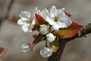 「八里」の花