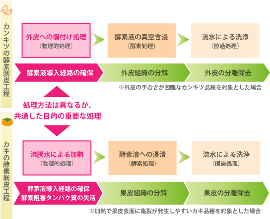 カンキツとカキの酵素剥皮工程の相違点