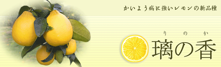 かいよう病に強いレモンタイプの新品種「璃の香(りのか)」
