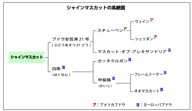 シャインマスカット_系統図