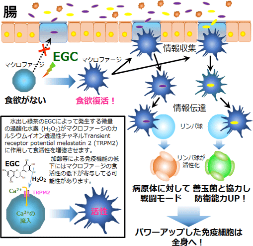 果樹茶業研究部門 なるほど ザ 水出し緑茶 詳しい解説 農研機構