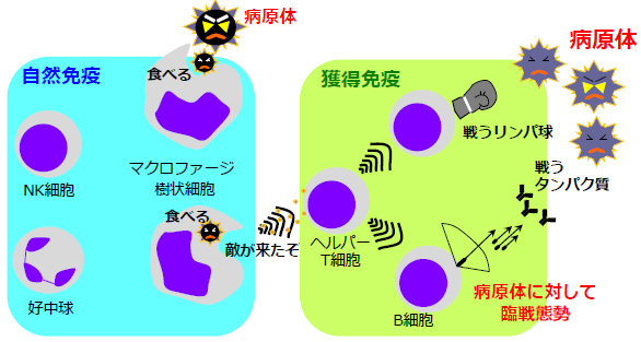 糖尿病勃起不全