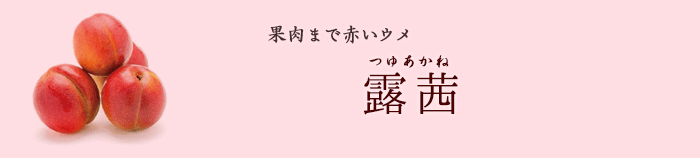 果肉まで赤いウメ「露茜」