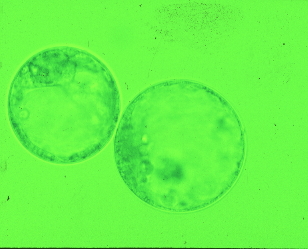 山羊の拡張胚盤胞