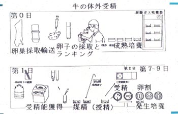 畜産研究部門 写真で見る繁殖技術 牛の体外受精技術 農研機構