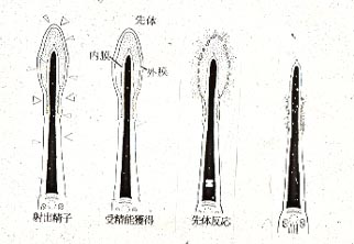 受精能獲得