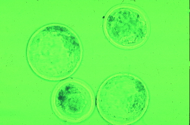 拡張した胚盤胞