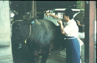 超音波診断装置で牛肉を調べている写真