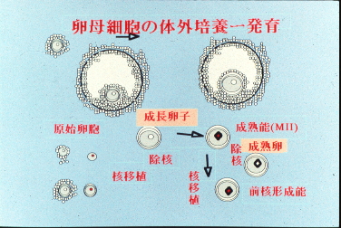若い動物の卵子核の利用法の画像