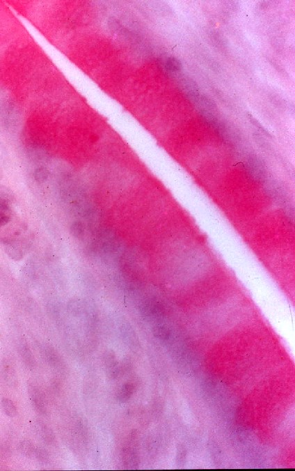 牛子宮頚管粘膜上皮細胞内の粘液(ムチカルミン染色)