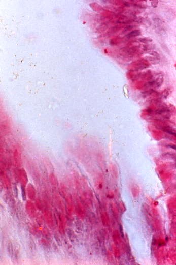 牛子宮頚管粘膜上皮細胞内の粘液(ムチカルミン染色)