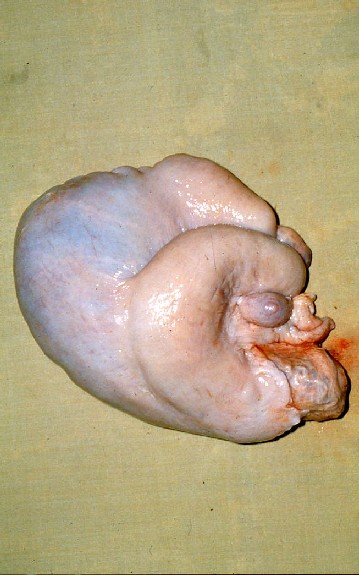 牛のミイラ変性胎子