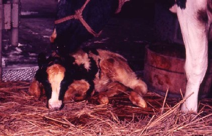 子宮内で胎便を排出して娩出された子牛