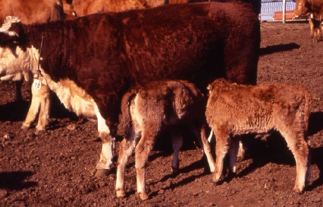 受精卵移植による双子牛