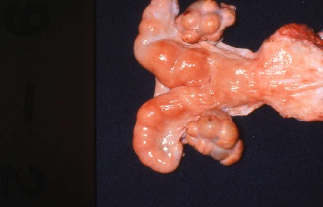 過排卵処理した牛卵巣と子宮